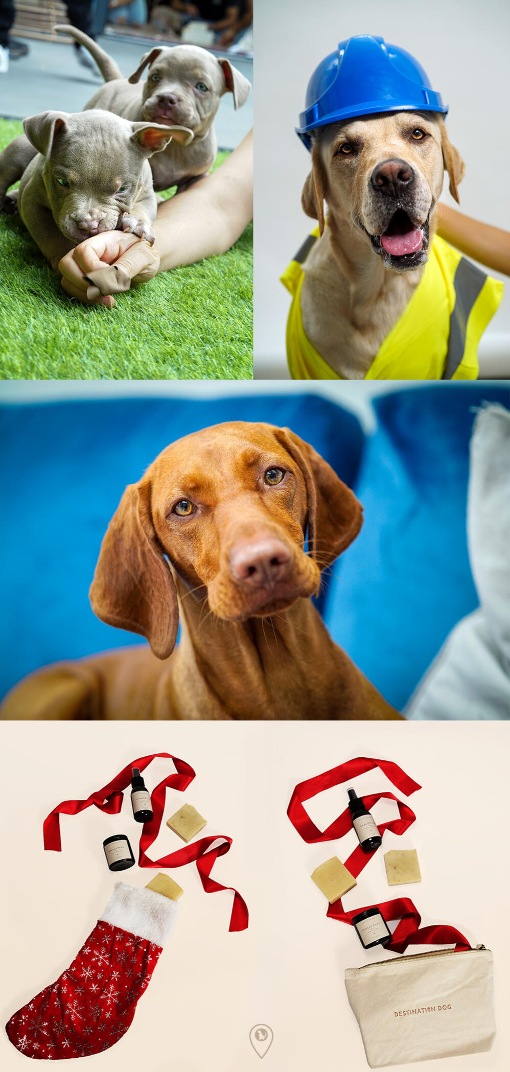 An image collage of puppies, dogs and dog grooming products from Destination Dog